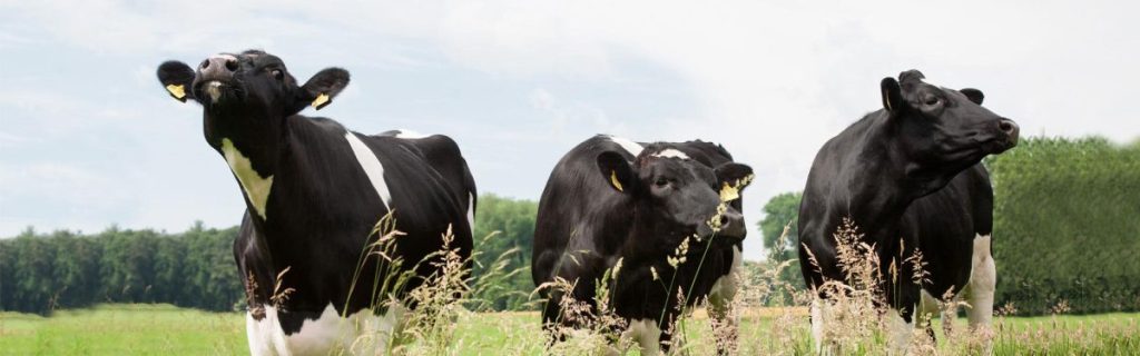 GGI-Holland bedrijfslogo met informatie over stierensperma van diverse stiersoorten bestellen