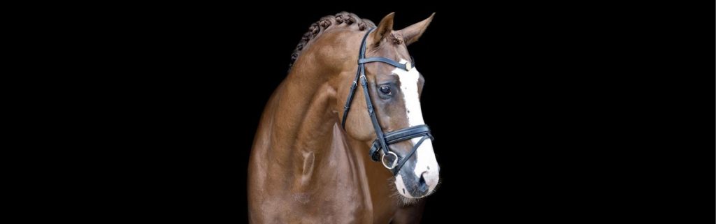 Stal Hexagon - professionele paarden fokken in NL met toonaangevende dekhengsten en innovatieve foktechnieken