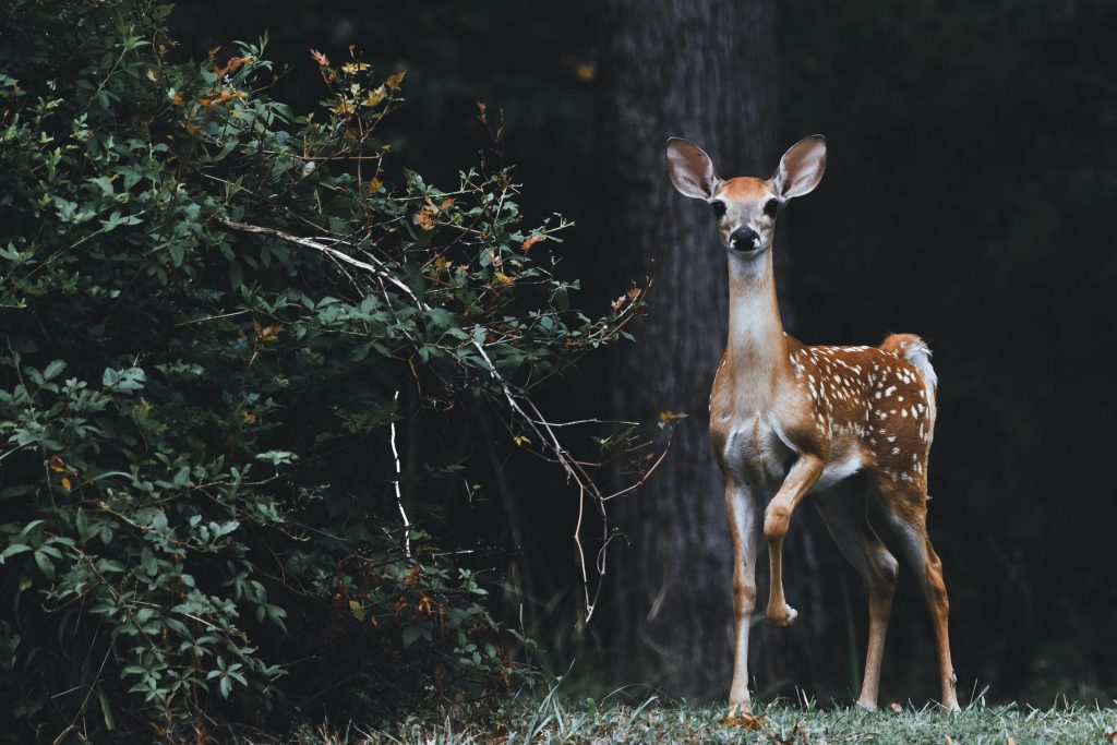 Wildlife camera en timelapse camera voor natuurfotografie en dierenwaarneming