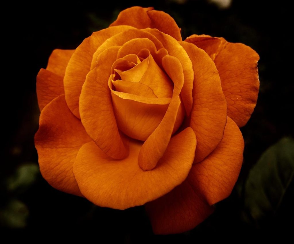 Rode en witte rozen als symbool van liefde en respect bij uitvaarten en rouwkransen